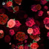 Roses-Flowers-Different-Directions-Flow-Looped-Concert-Decorations-vvq38w-1920_007 VJ Loops Farm