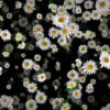 Small-Chamomile-White-Flower-Buds-Infinite-Looped-Fall-Down-Video-Decoration-9uk3wv-1920_001 VJ Loops Farm