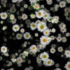 Small-Chamomile-White-Flower-Buds-Infinite-Looped-Fall-Down-Video-Decoration-9uk3wv-1920_004 VJ Loops Farm