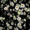 Small-Chamomile-White-Flower-Buds-Infinite-Looped-Fall-Down-Video-Decoration-9uk3wv-1920_005 VJ Loops Farm