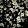 Small-Chamomile-White-Flower-Buds-Infinite-Looped-Fall-Down-Video-Decoration-9uk3wv-1920_006 VJ Loops Farm