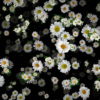 Small-Chamomile-White-Flower-Buds-Infinite-Looped-Fall-Down-Video-Decoration-9uk3wv-1920_007 VJ Loops Farm