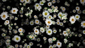 Small-Chamomile-White-Flower-Buds-Infinite-Looped-Fall-Down-Video-Decoration-9uk3wv-1920_007 VJ Loops Farm