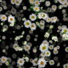Small-Chamomile-White-Flower-Buds-Infinite-Looped-Fall-Down-Video-Decoration-9uk3wv-1920_008 VJ Loops Farm