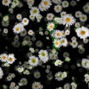 Small-Chamomile-White-Flower-Buds-Infinite-Looped-Fall-Down-Video-Decoration-9uk3wv-1920_009 VJ Loops Farm