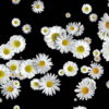 Spinning-Falling-Chamomile-changing-size-looped-concert-decoration-giwfkf-1920_004 VJ Loops Farm