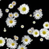 Spinning-Falling-Chamomile-changing-size-looped-concert-decoration-giwfkf-1920_006 VJ Loops Farm