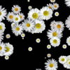 Spinning-Falling-Chamomile-changing-size-looped-concert-decoration-giwfkf-1920_008 VJ Loops Farm