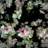vj video background Spring-Fruit-Trees-Flowers-with-Leaves-Flow-to-the-Side-Scene-Decoration-njc9gb-1920_003