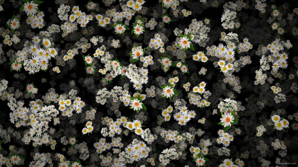 Spring-field-white-chamomile-flowers-fall-down-motion-background-n7xehp-1920_005 VJ Loops Farm
