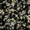 Spring-field-white-chamomile-flowers-fall-down-motion-background-n7xehp-1920_006 VJ Loops Farm