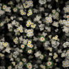 Spring-field-white-chamomile-flowers-fall-down-motion-background-n7xehp-1920_007 VJ Loops Farm