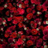 Tiny-Carnation-red-flowers-Falling-Down-Looped-Scene-Decoration-fpdul2-1920_001 VJ Loops Farm