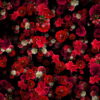 vj video background Tiny-Carnation-red-flowers-Falling-Down-Looped-Scene-Decoration-fpdul2-1920_003