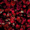 Tiny-Carnation-red-flowers-Falling-Down-Looped-Scene-Decoration-fpdul2-1920_004 VJ Loops Farm