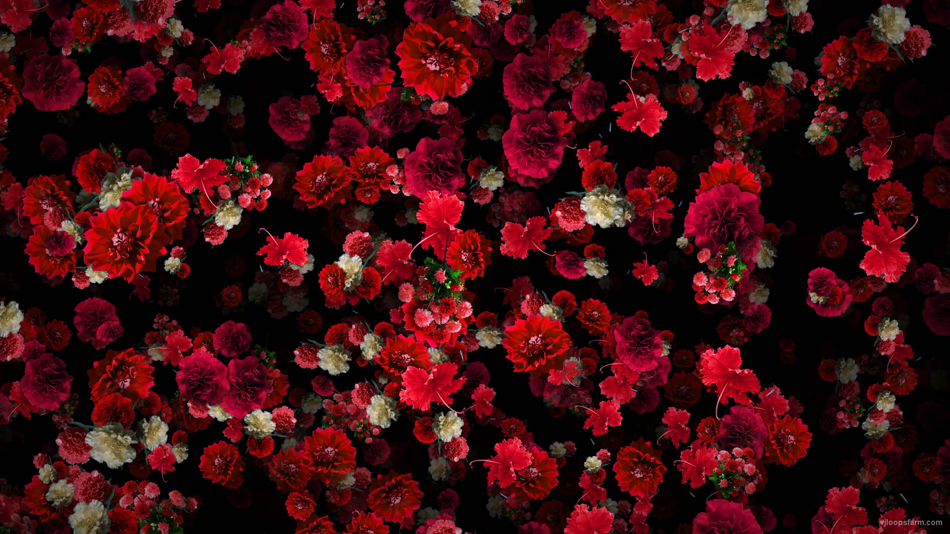 Tiny Carnation red flowers Falling Down Looped Scene Decoration