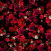 Tiny-Carnation-red-flowers-Falling-Down-Looped-Scene-Decoration-fpdul2-1920_005 VJ Loops Farm