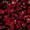 Tiny-Carnation-red-flowers-Falling-Down-Looped-Scene-Decoration-fpdul2-1920_006 VJ Loops Farm