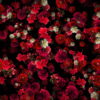 Tiny-Carnation-red-flowers-Falling-Down-Looped-Scene-Decoration-fpdul2-1920_007 VJ Loops Farm