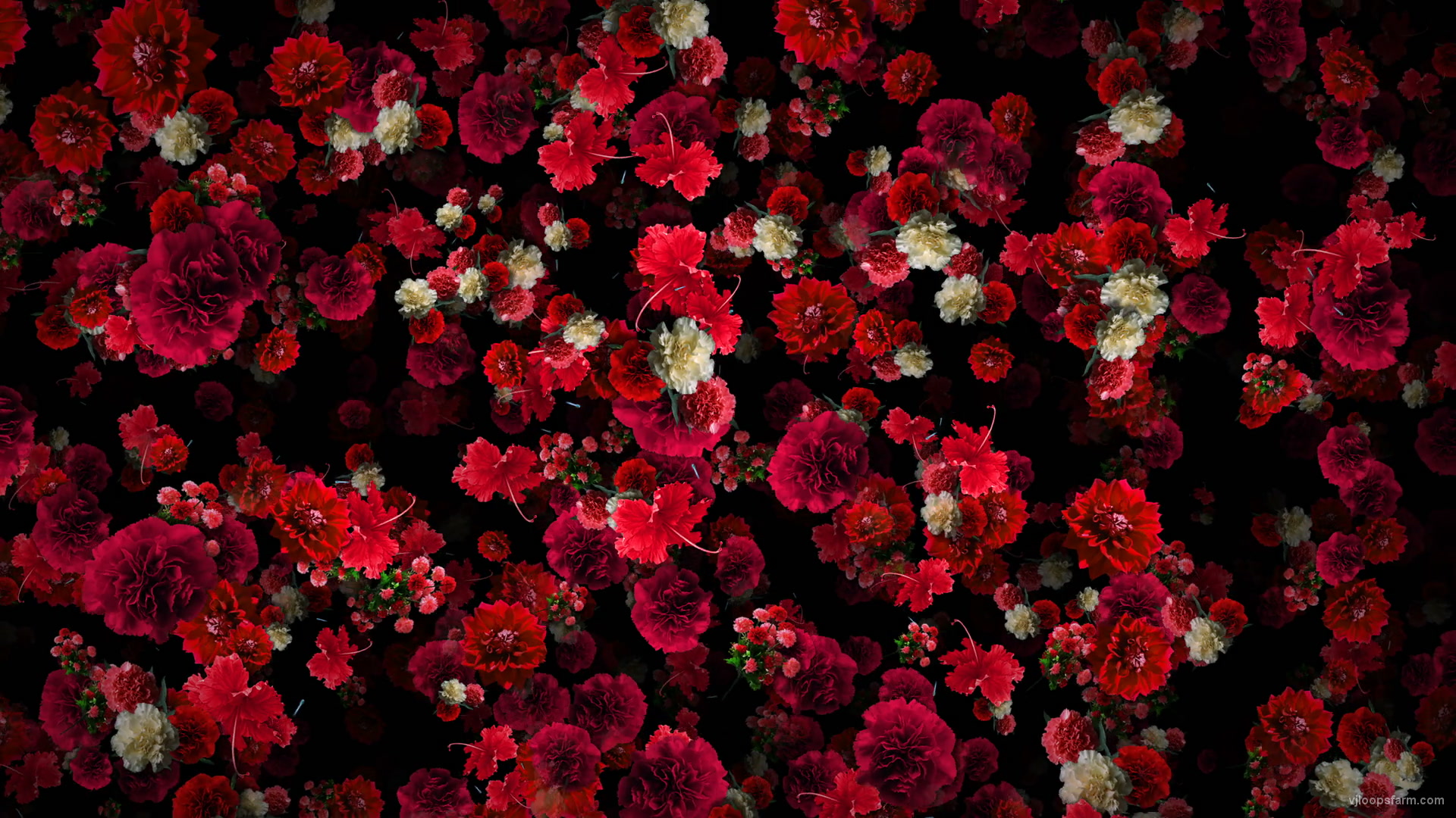 Tiny Carnation red flowers Falling Down Looped Scene Decoration