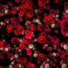 Tiny-Carnation-red-flowers-Falling-Down-Looped-Scene-Decoration-fpdul2-1920_009 VJ Loops Farm