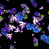 Violet-and-Blue-Flowers-Slowly-Falling-Down-on-Black-Background-zxq9aa-1920_002 VJ Loops Farm