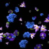 Violet-and-Blue-Flowers-Slowly-Falling-Down-on-Black-Background-zxq9aa-1920_005 VJ Loops Farm