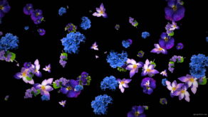 Violet-and-Blue-Flowers-Slowly-Falling-Down-on-Black-Background-zxq9aa-1920_005 VJ Loops Farm