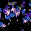 Violet-and-Blue-Flowers-Slowly-Falling-Down-on-Black-Background-zxq9aa-1920_009 VJ Loops Farm