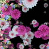 Wedding-Flowers-Festive-Bouquets-Floating-to-the-Right-Looped-Motion-Background-2zckdx-1920_007 VJ Loops Farm