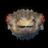Goggle-eyed-fugu-fish-pulsating-on-beats-VJ-Loops-povmzb-1920_001 VJ Loops Farm