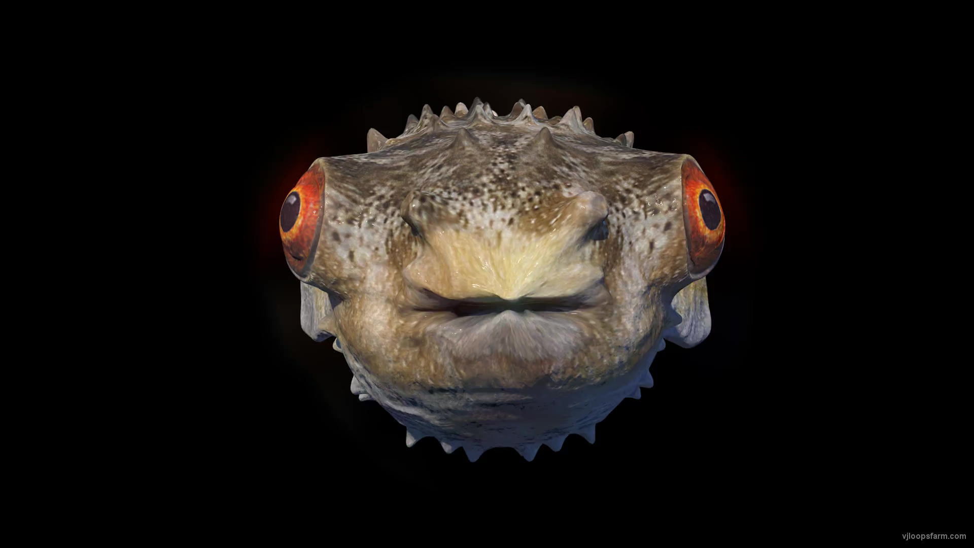 Goggle-eyed fugu fish pulsating on beats VJ Loops