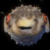 Goggle-eyed-fugu-fish-pulsating-on-beats-VJ-Loops-povmzb-1920_002 VJ Loops Farm