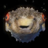 Goggle-eyed-fugu-fish-pulsating-on-beats-VJ-Loops-povmzb-1920_005 VJ Loops Farm