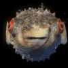 Goggle-eyed-fugu-fish-pulsating-on-beats-VJ-Loops-povmzb-1920_007 VJ Loops Farm