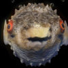 Goggle-eyed-fugu-fish-pulsating-on-beats-VJ-Loops-povmzb-1920_008 VJ Loops Farm