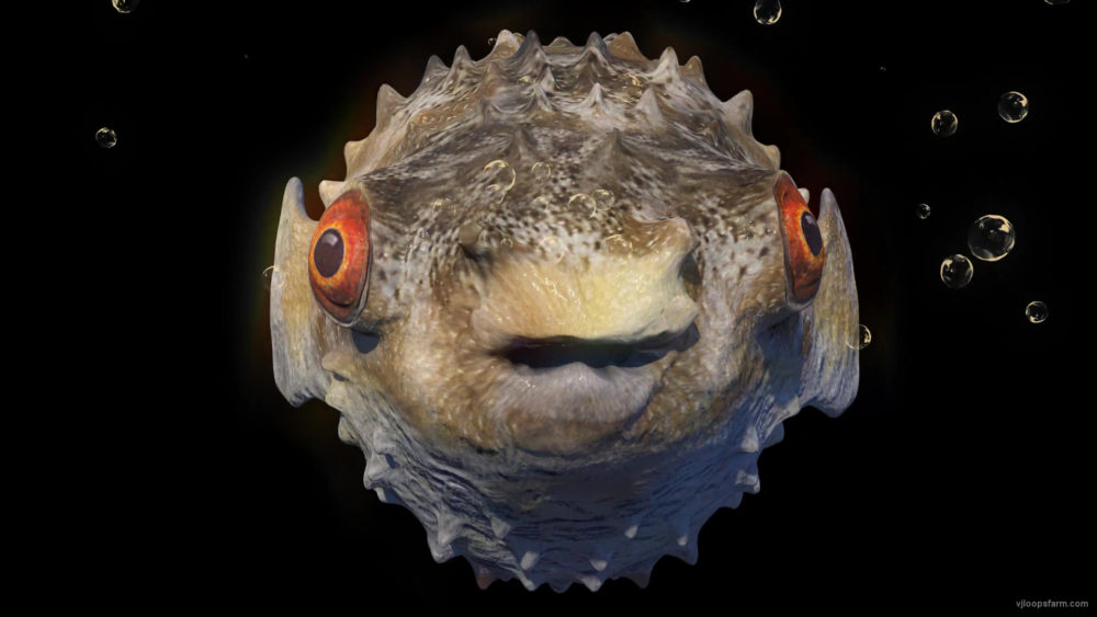 Goggle-eyed-fugu-fish-pulsating-on-beats-VJ-Loops-povmzb-1920_009 VJ Loops Farm