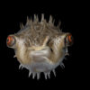 Pulsating-3D-rendered-fugu-fish-party-VJ-Loop-gkzegr-1920_007 VJ Loops Farm