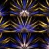 Abstract-Sun-Flower-Flow-in-Blue-Golden-Light-Video-Art-UHD-VJ-Loop-8rkisj-1920 VJ Loops Farm