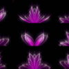 Abstract-Tulpan-Violet-Pink-Video-Art-Ultra-HD-VJ-Loop-i9vt4h-1920 VJ Loops Farm