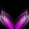 Abstract-Tulpan-Violet-Pink-Video-Art-Ultra-HD-VJ-Loop-i9vt4h-1920_001 VJ Loops Farm