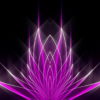 Abstract-Tulpan-Violet-Pink-Video-Art-Ultra-HD-VJ-Loop-i9vt4h-1920_002 VJ Loops Farm