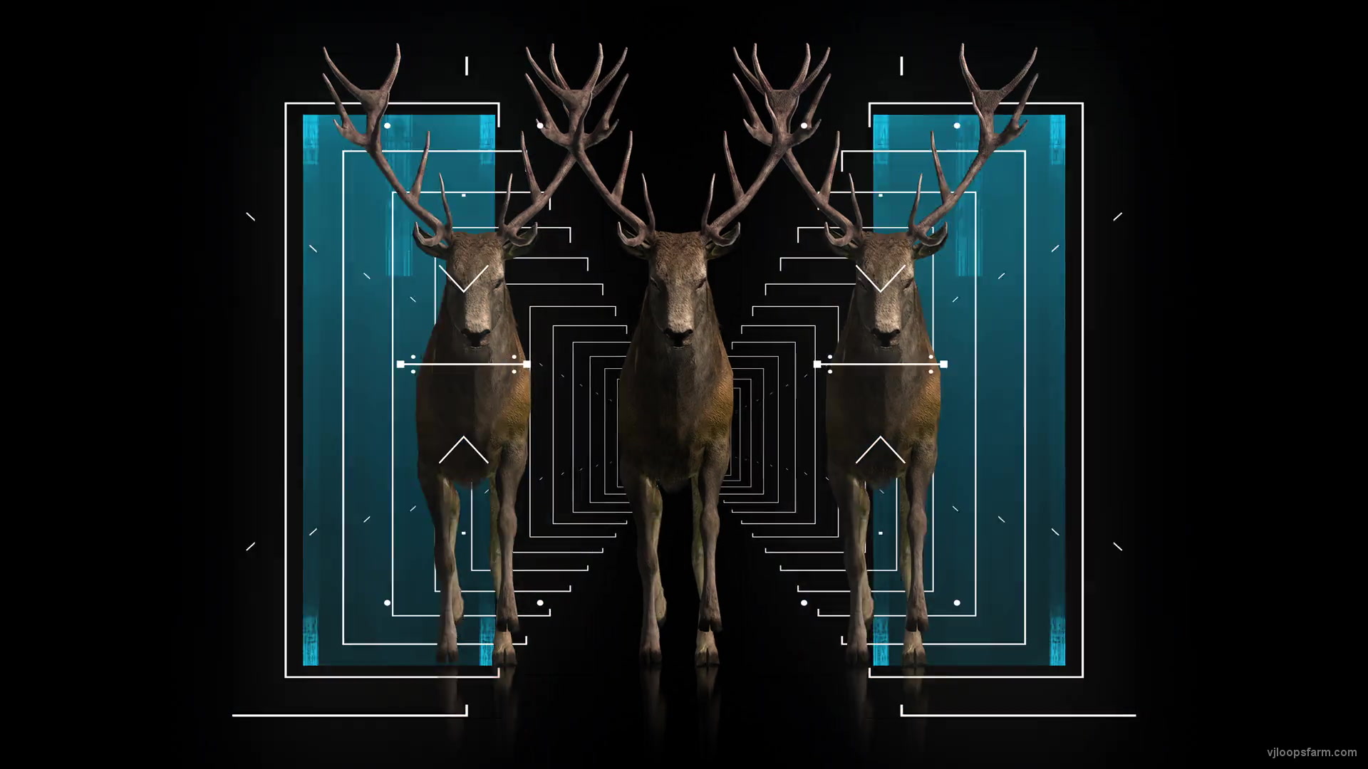 vj video background Stag-Three-Deers-with-strobing-effects-in-blue-white-color-4K-VJ-Loop-wsnjuo-1920_003