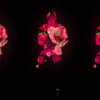 Fire-Man-in-Rose-Fall-Trio-on-Black-Ultra-HD-Video-Art-Video-VJ-Loop-thltsm-1920_008 VJ Loops Farm