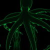 Green-PSY-Octopus-CloseUp-Full-HD-Video-Art-VJ-Loop-fuw2lf_009 VJ Loops Farm
