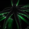 Green-PSY-Octopus-CloseUp-Rays-Lightning-Full-HD-Video-Art-VJ-Loop-1nbjch_009 VJ Loops Farm