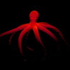 Psychedelic-Red-Octopus-waving-on-strobing-background-Full-HD-VJ-Loop-8oaopw_001 VJ Loops Farm