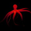 Psychedelic-Red-Octopus-waving-on-strobing-background-Full-HD-VJ-Loop-8oaopw_009 VJ Loops Farm