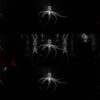 Psychedelic-Red-Octopus-with-lightning-edges-video-art-Full-HD-VJ-Loop-4mdxas VJ Loops Farm