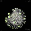 Chaos-spore-points-lines-structure-Fulldome-4K-Vj-Loop-eo2dhz-1920_002 VJ Loops Farm